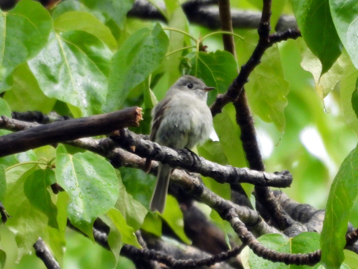 Hammond's Flycatcher - ML578645281
