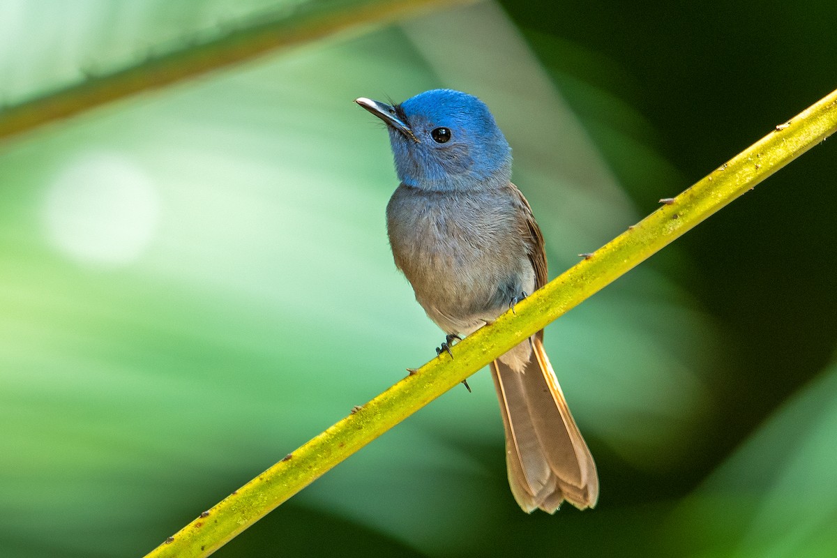 Black-naped Monarch - ML578647351