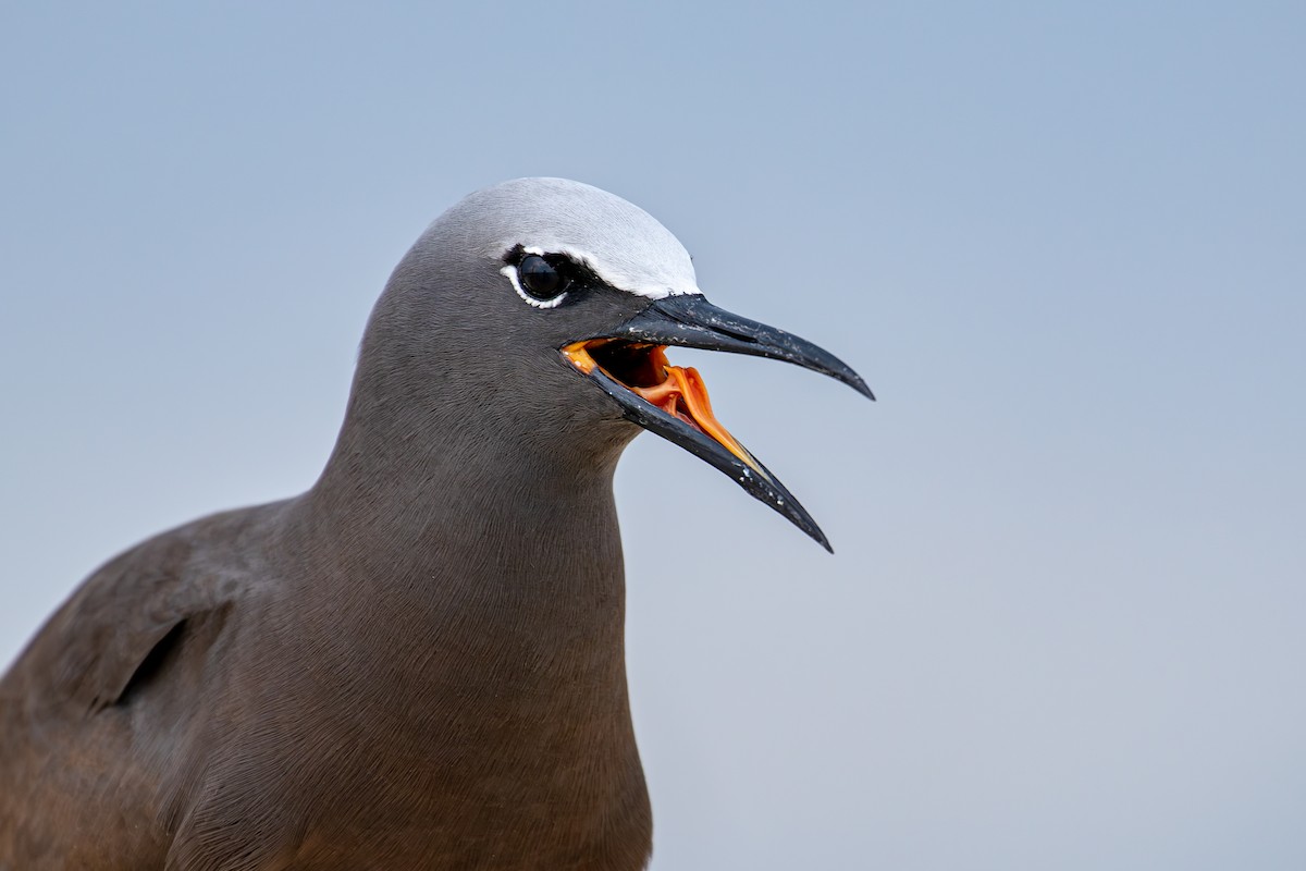 Brown Noddy - Louis Backstrom