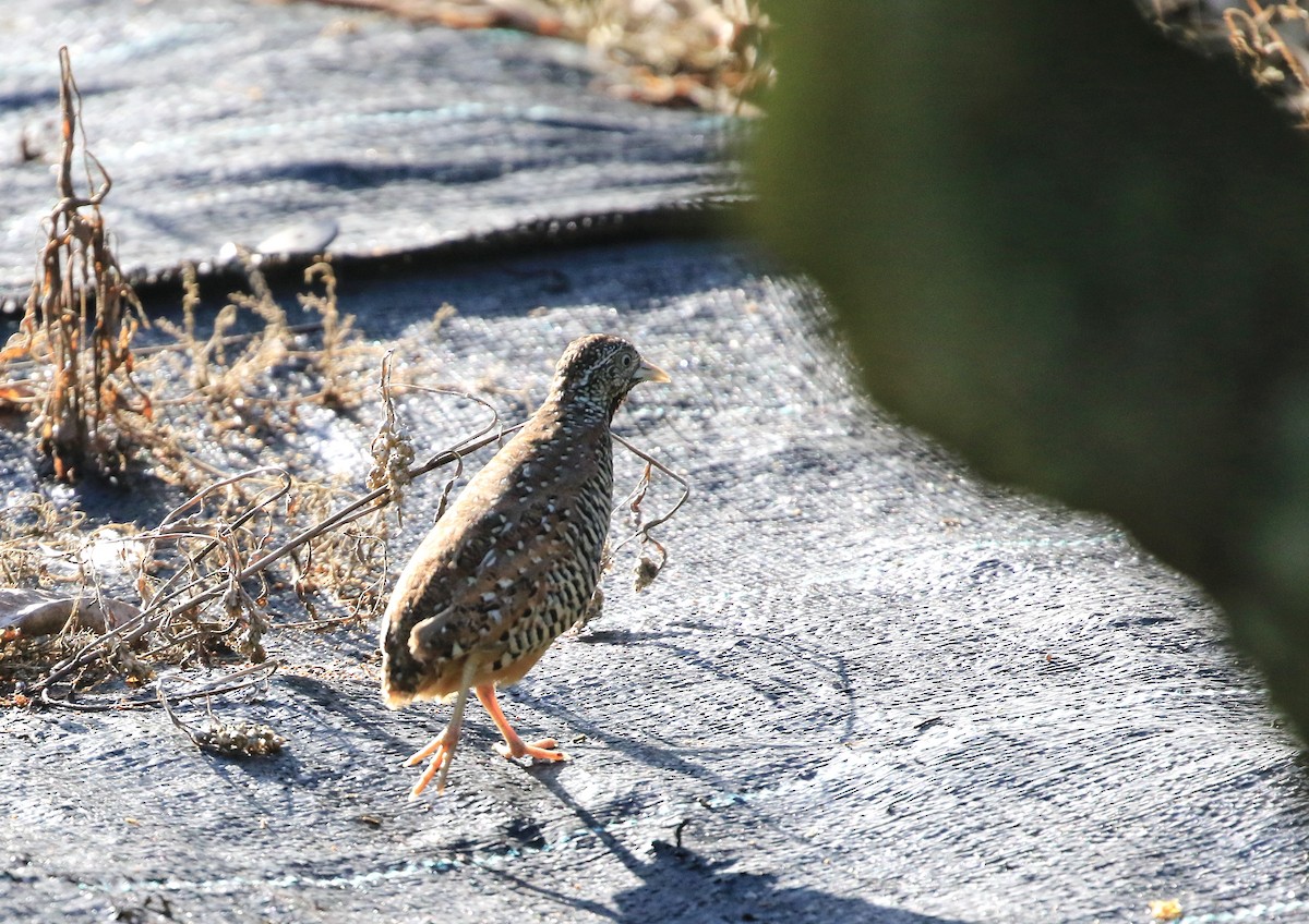 Barred Buttonquail - ML578648771