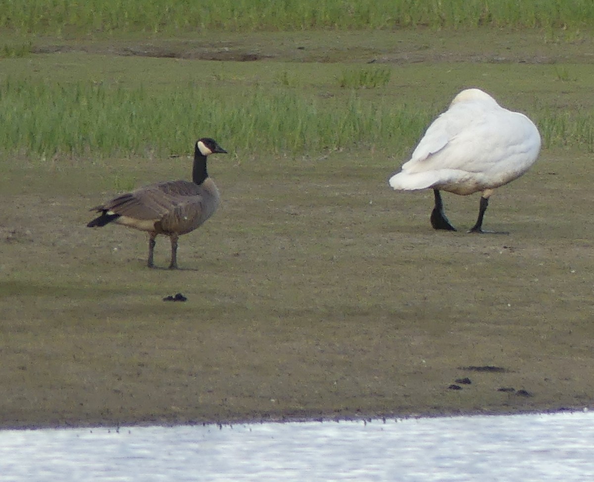 Cackling/Canada Goose - T A