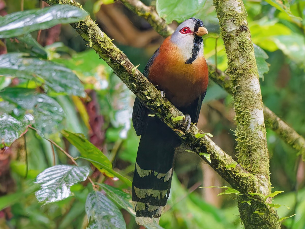 Scale-feathered Malkoha - ML578649461