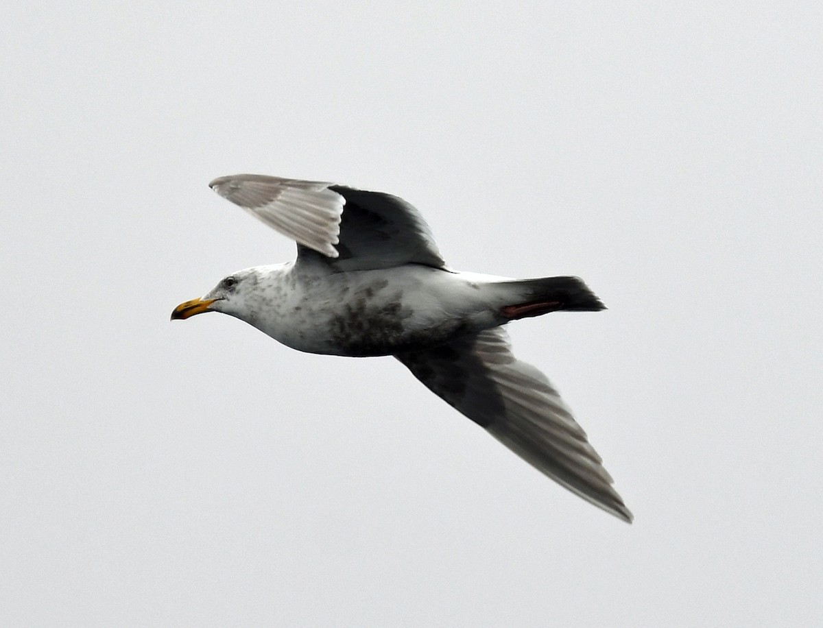 Glaucous-winged Gull - ML578649721