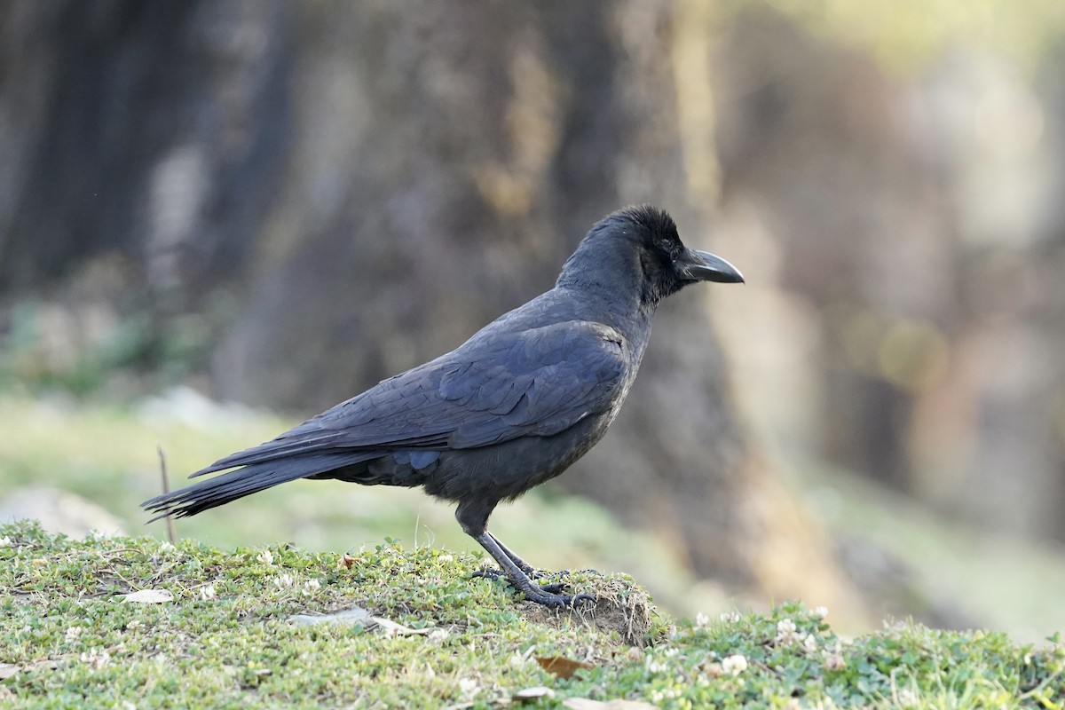 Large-billed Crow - Daniel Winzeler