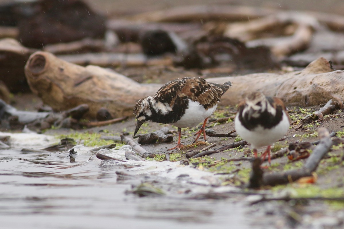 Ruddy Turnstone - ML57865101