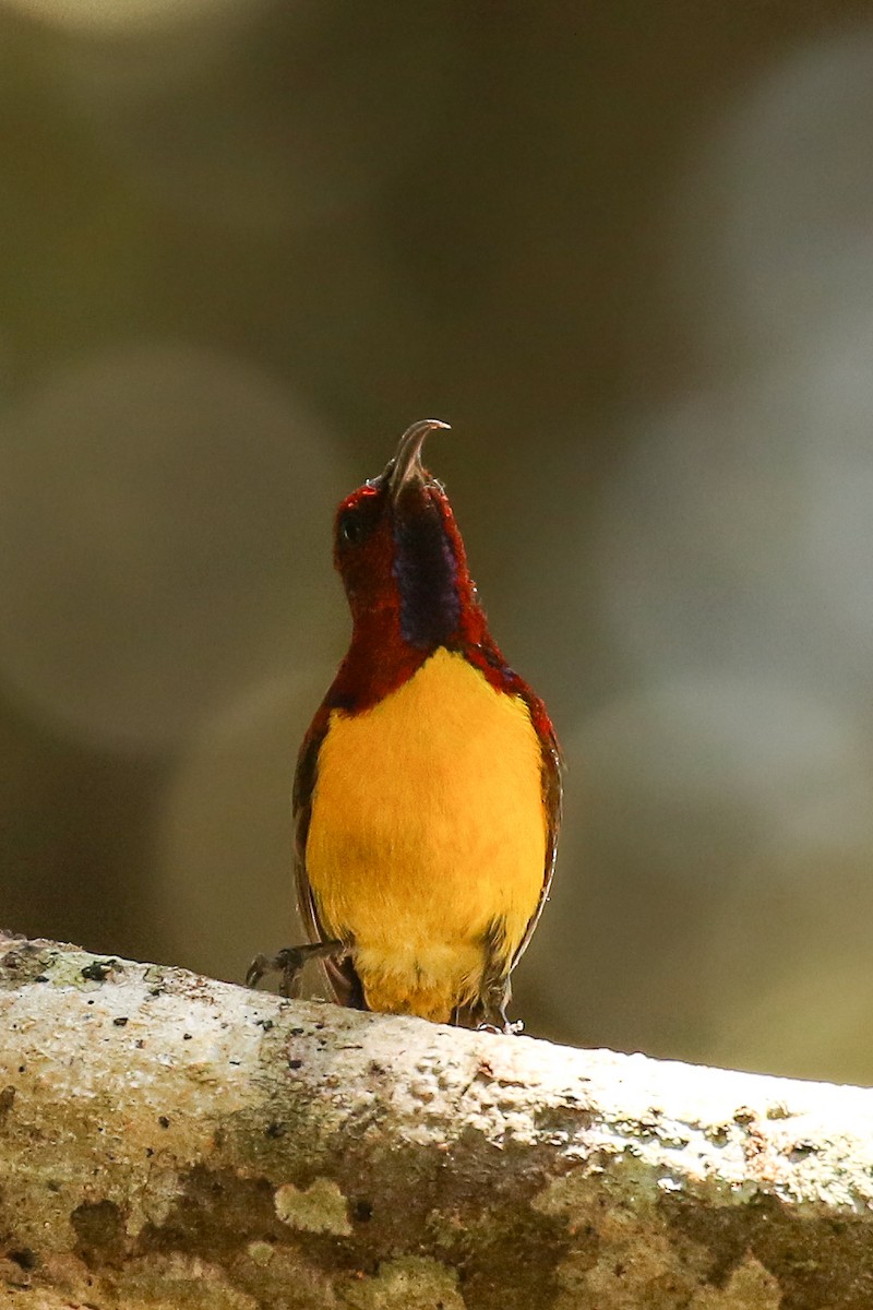 Mrs. Gould's Sunbird (Purple-rumped) - ML578651541