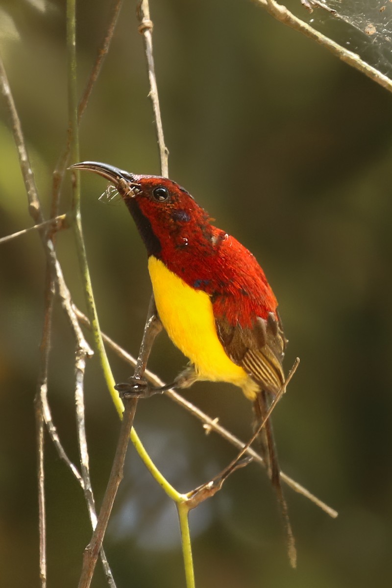 Mrs. Gould's Sunbird (Purple-rumped) - ML578651621