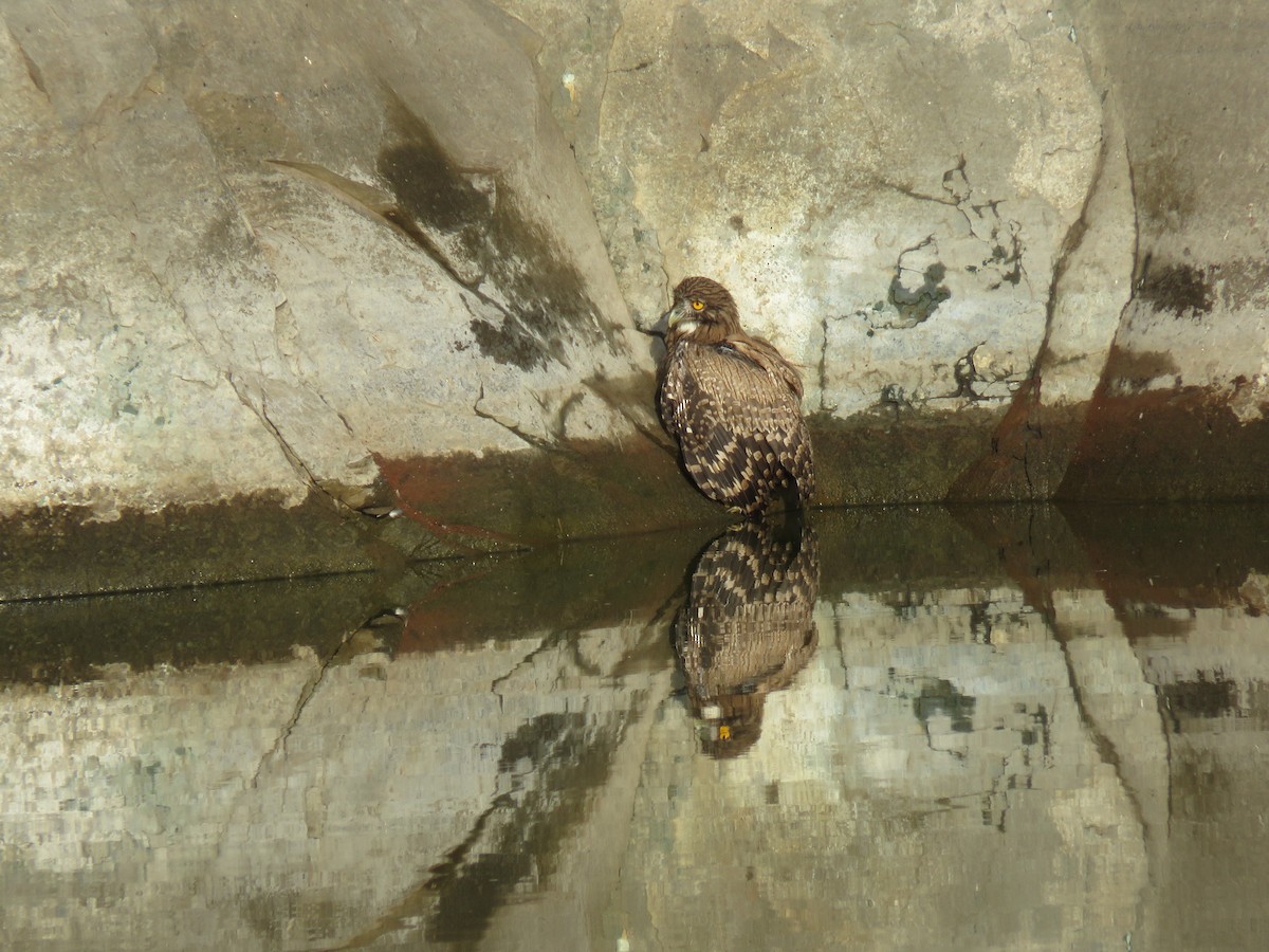 Brown Fish-Owl - ML578652161