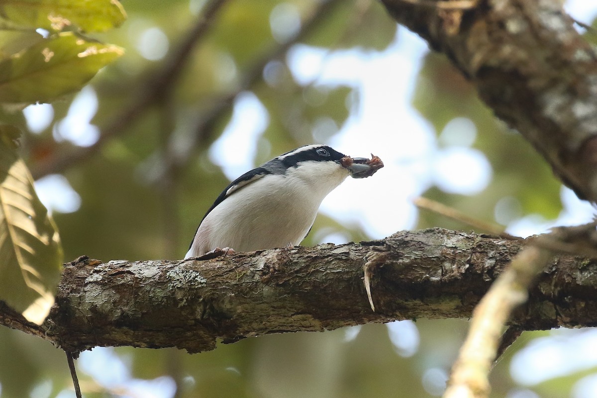 White-browed Shrike-Babbler (Dalat) - ML578652261
