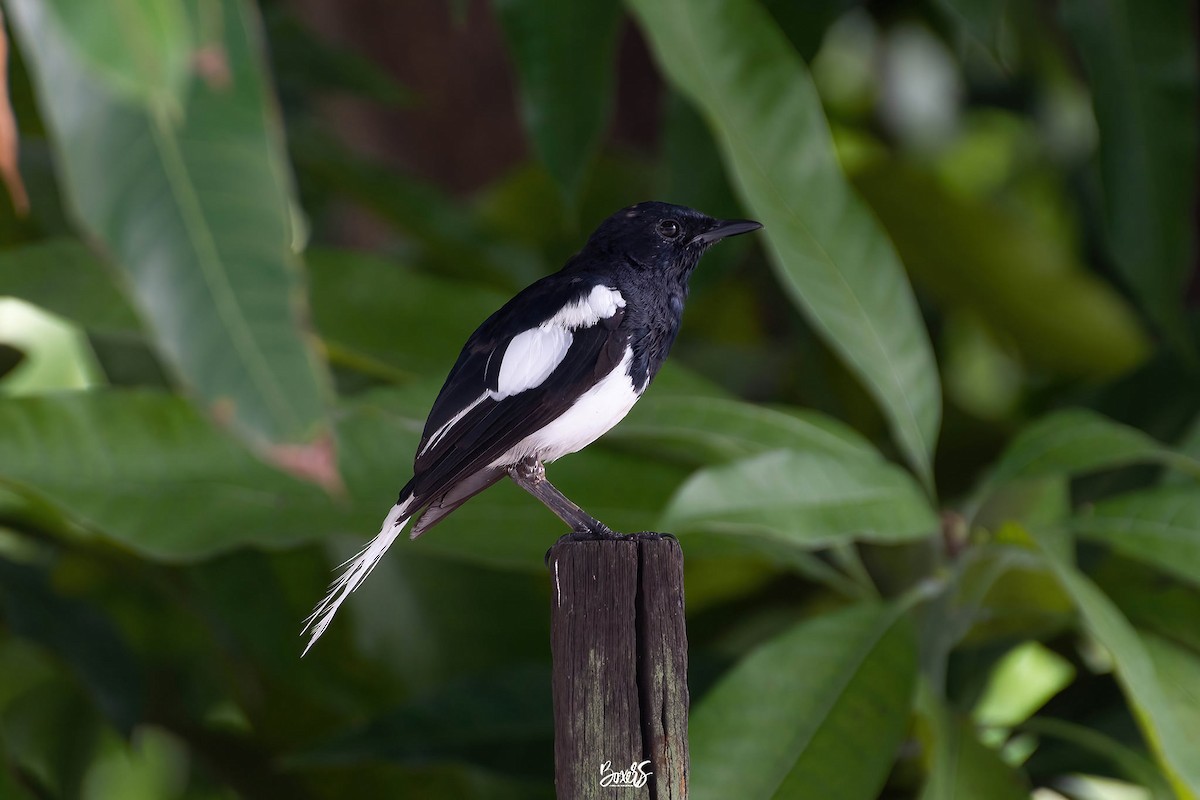 Oriental Magpie-Robin - Chanachai Pansarakam