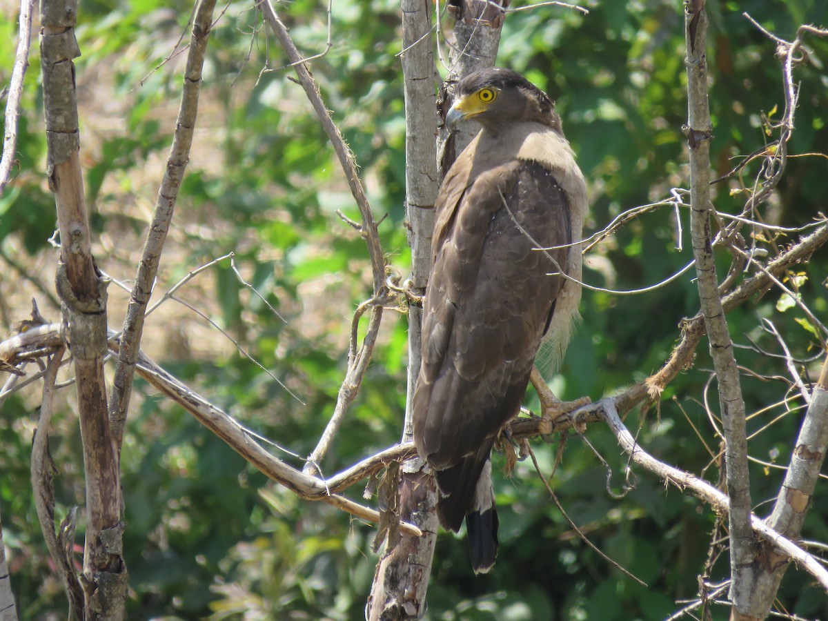 Crested Serpent-Eagle - ML578652981