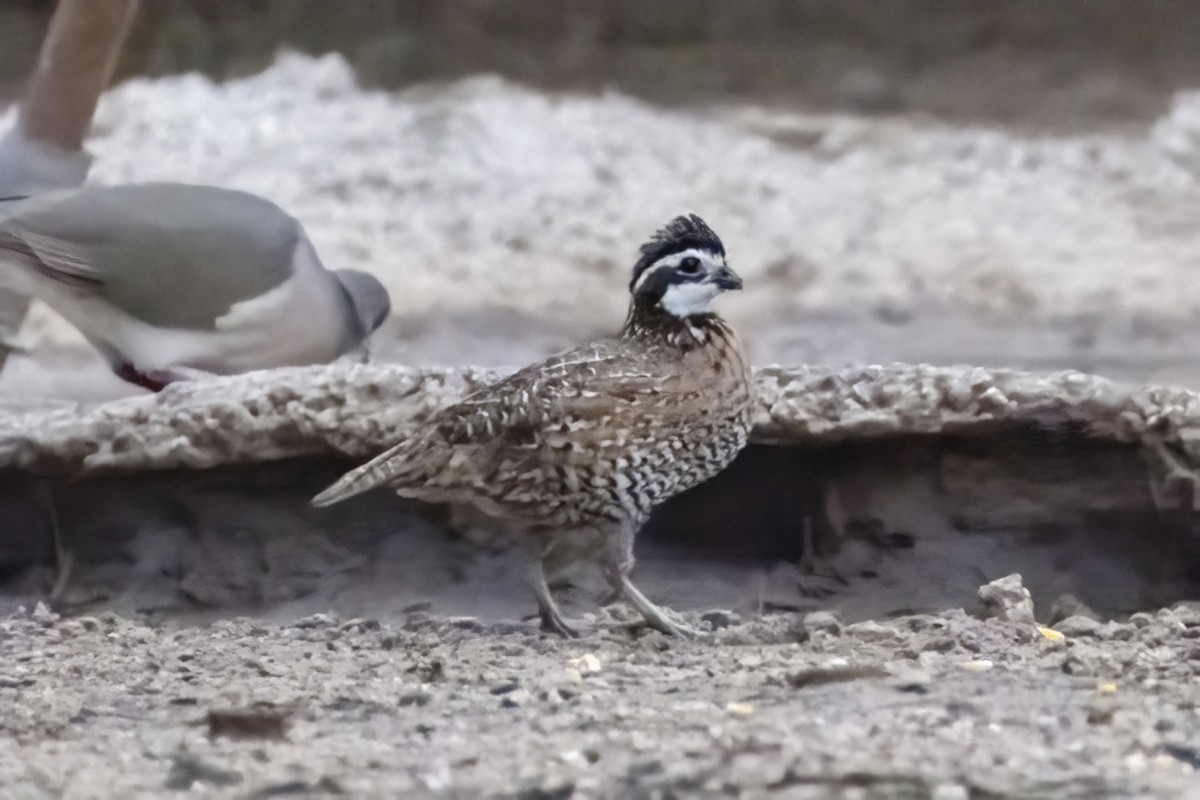 Northern Bobwhite - Caleb Myers