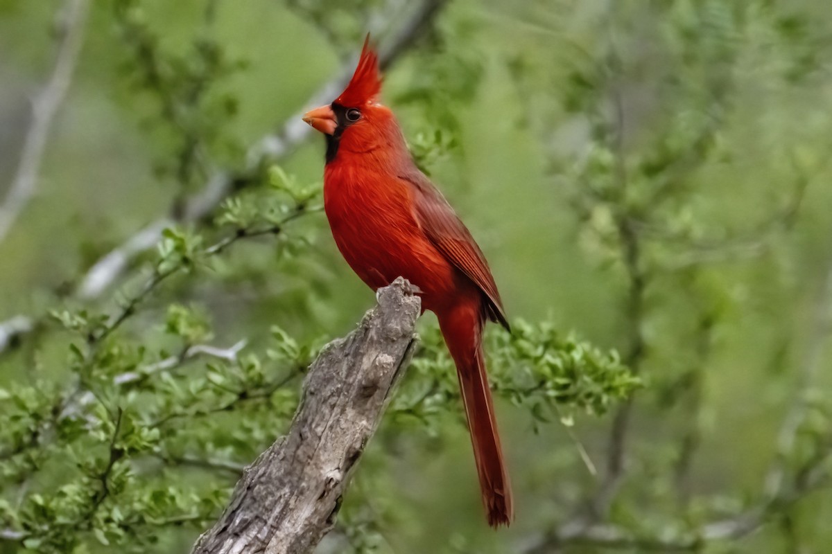 Northern Cardinal - Caleb Myers