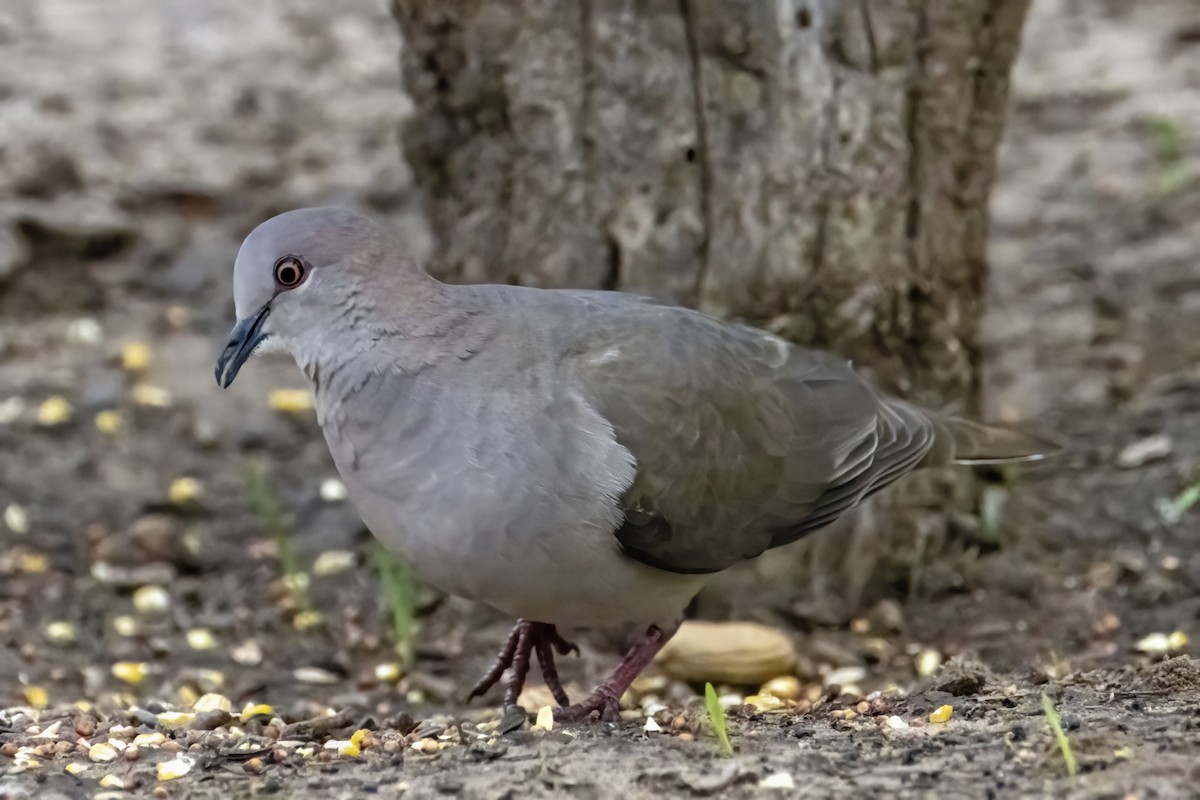 White-tipped Dove - ML578654121