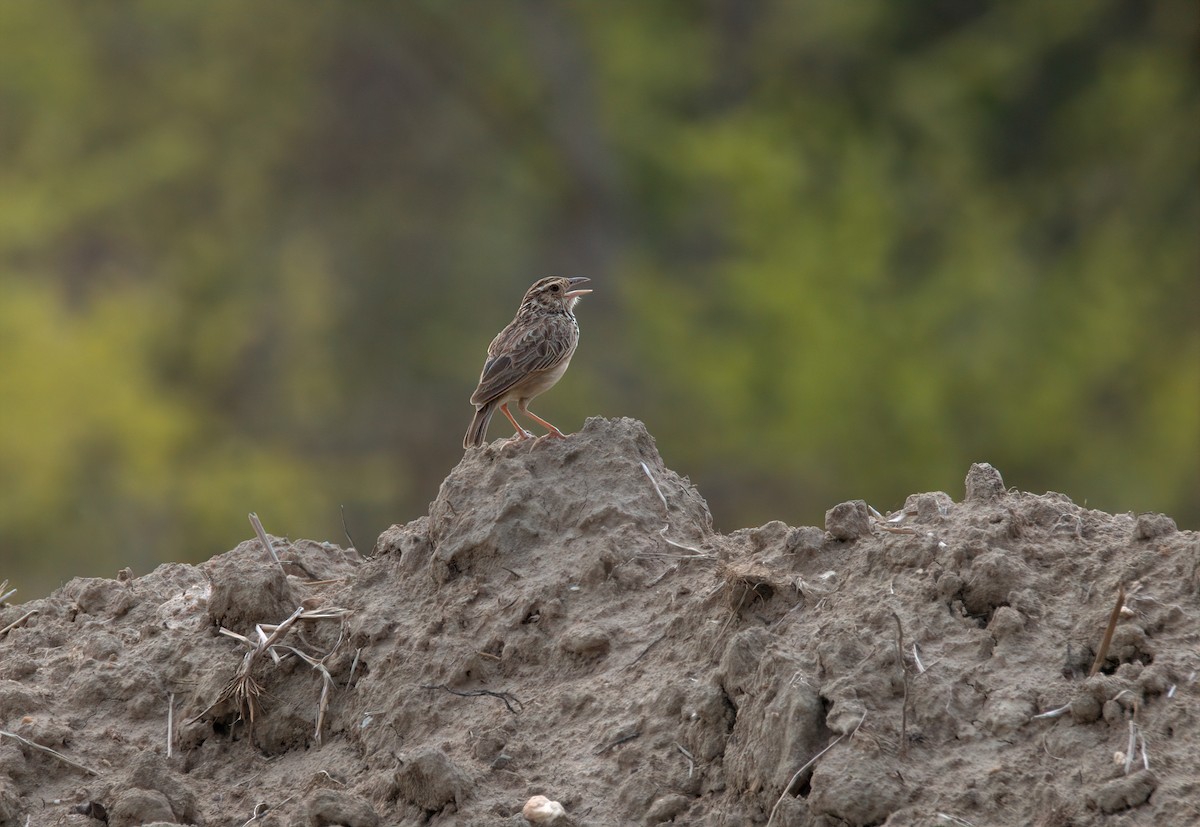 Indochinese Bushlark - ML578654171