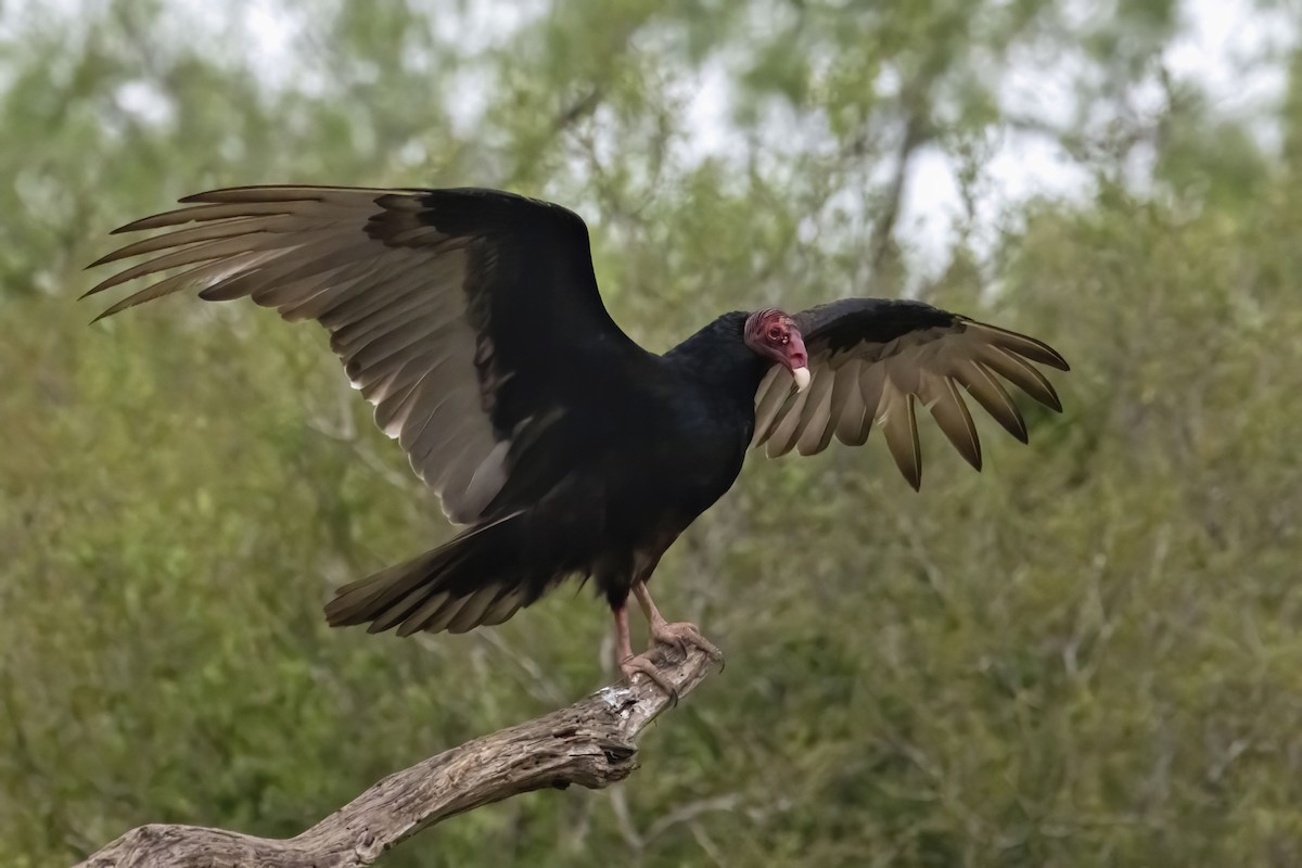 Turkey Vulture - ML578654181