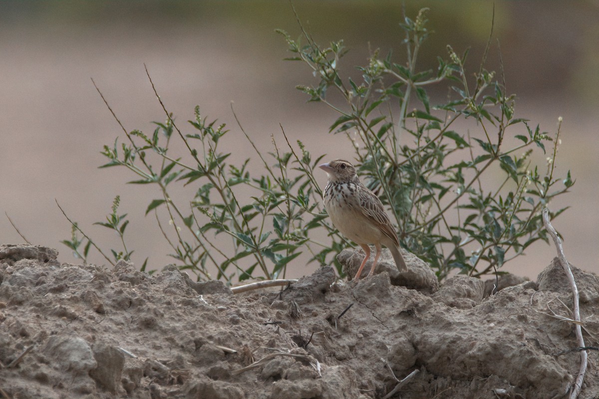 Indochinese Bushlark - ML578654201