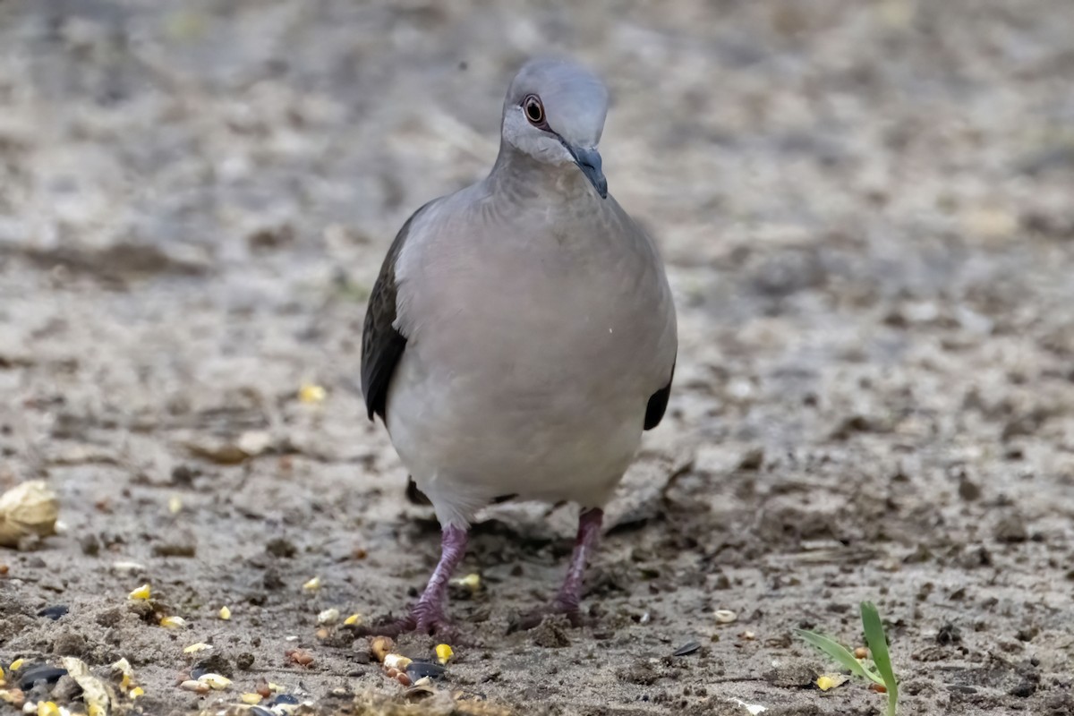 White-tipped Dove - Caleb Myers