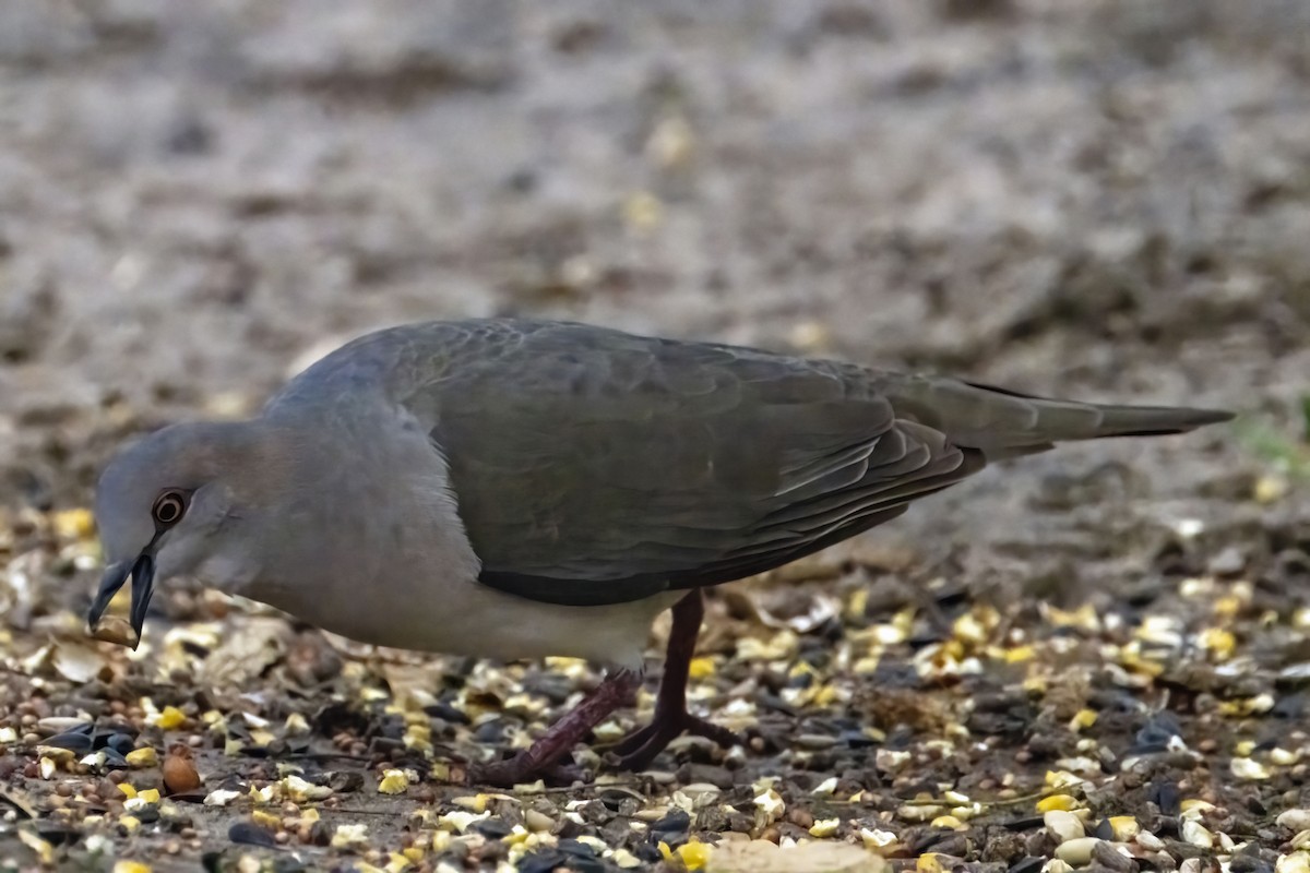 White-tipped Dove - ML578654241