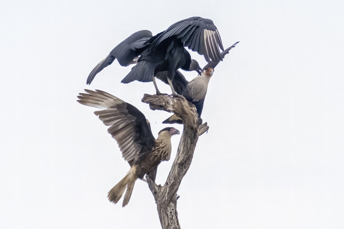 Black Vulture - ML578654291