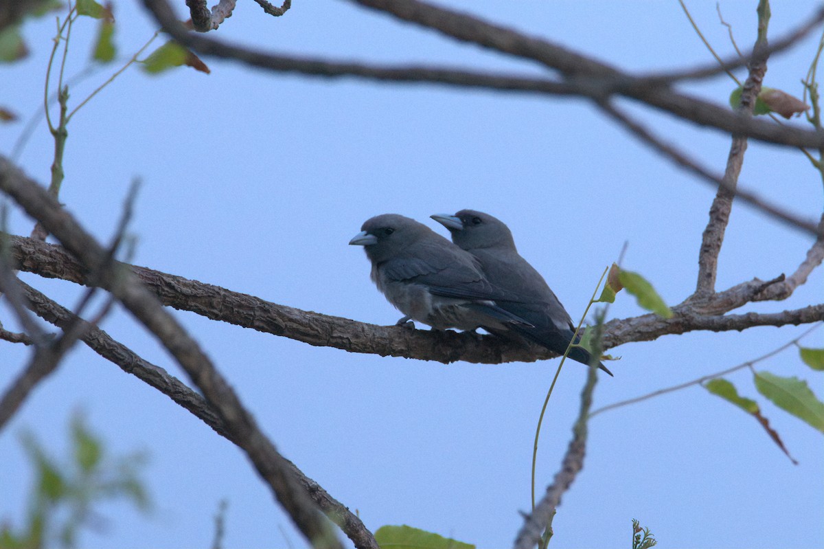 Ashy Woodswallow - ML578654561