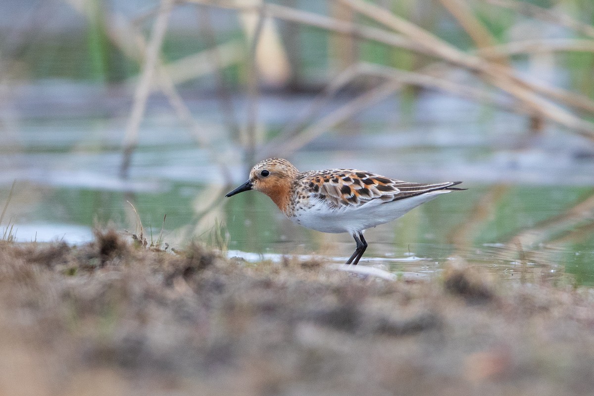 Red-necked Stint - ML578654771