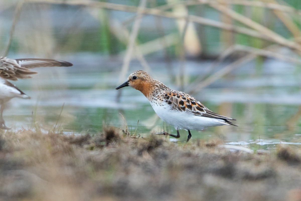 Red-necked Stint - ML578654831