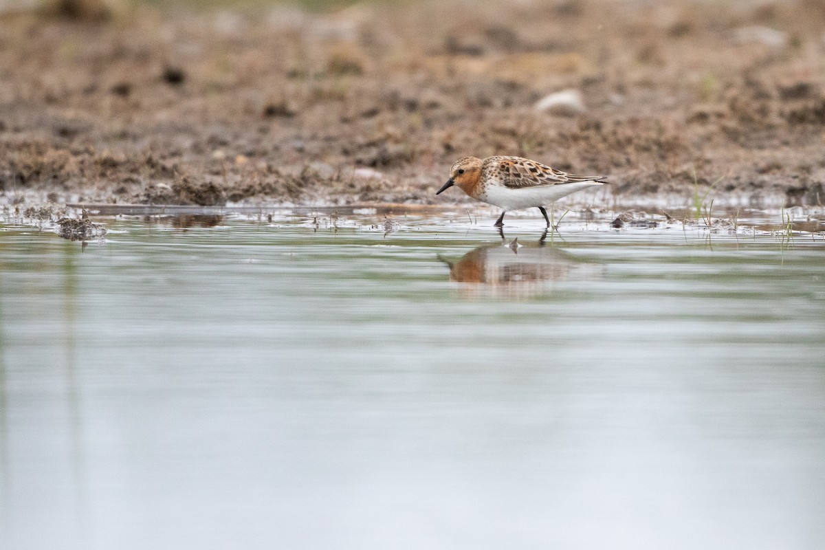 Rotkehl-Strandläufer - ML578655071