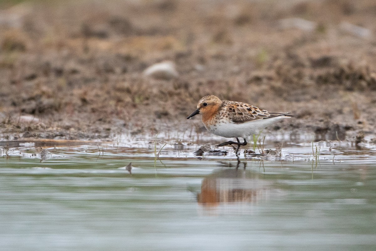 Red-necked Stint - ML578655421