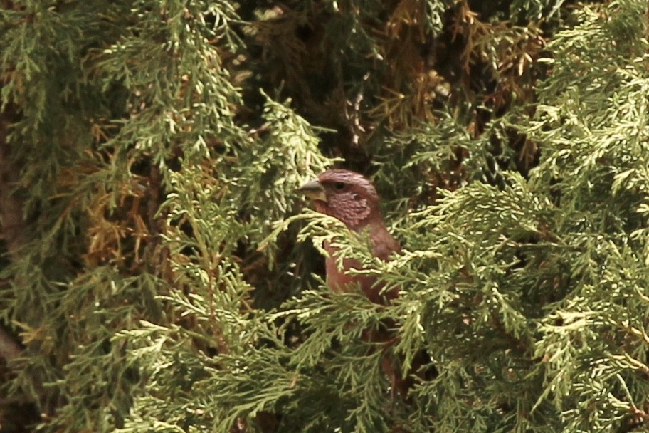 Red-mantled Rosefinch - ML578656071