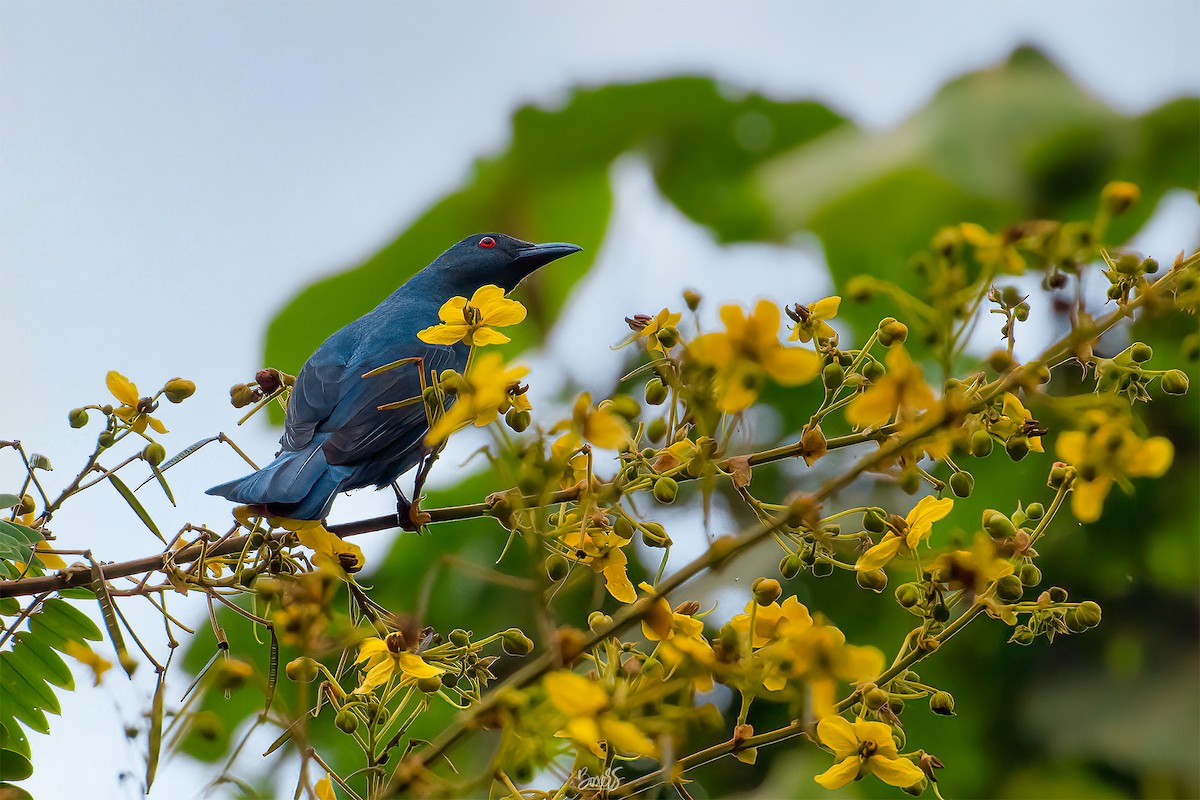 Asian Fairy-bluebird - Chanachai Pansarakam