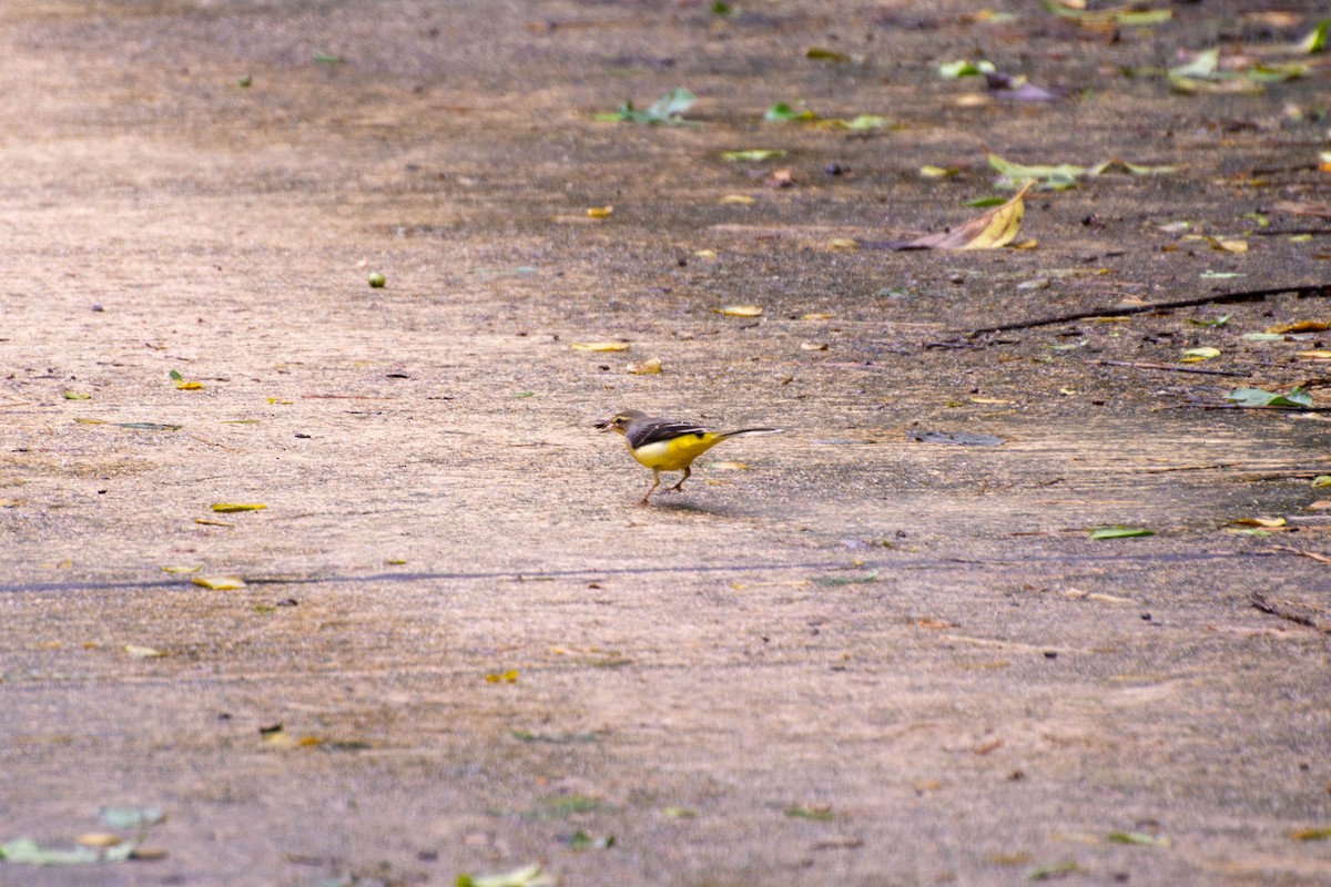 Gray Wagtail - ML578656551