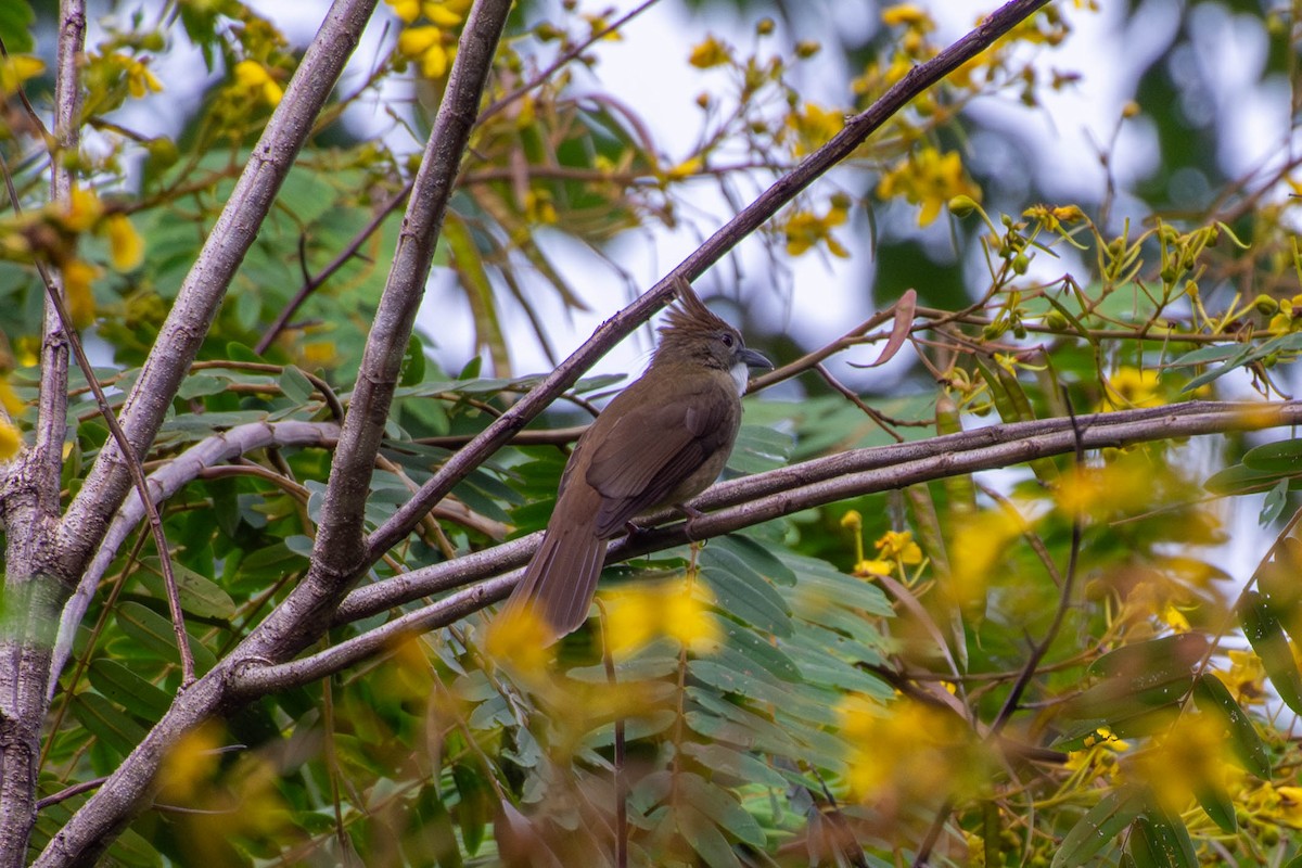 Bulbul Ocráceo - ML578656581