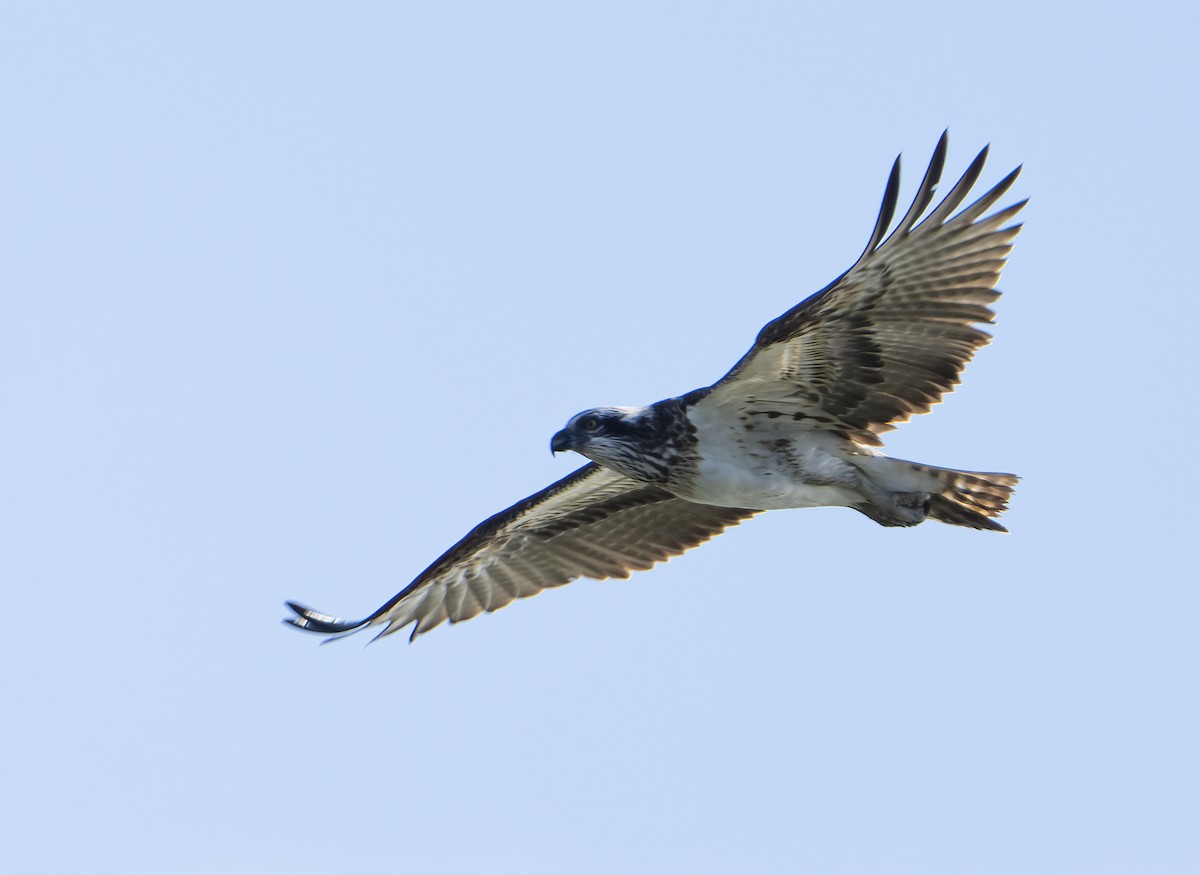 Águila Pescadora - ML578657451