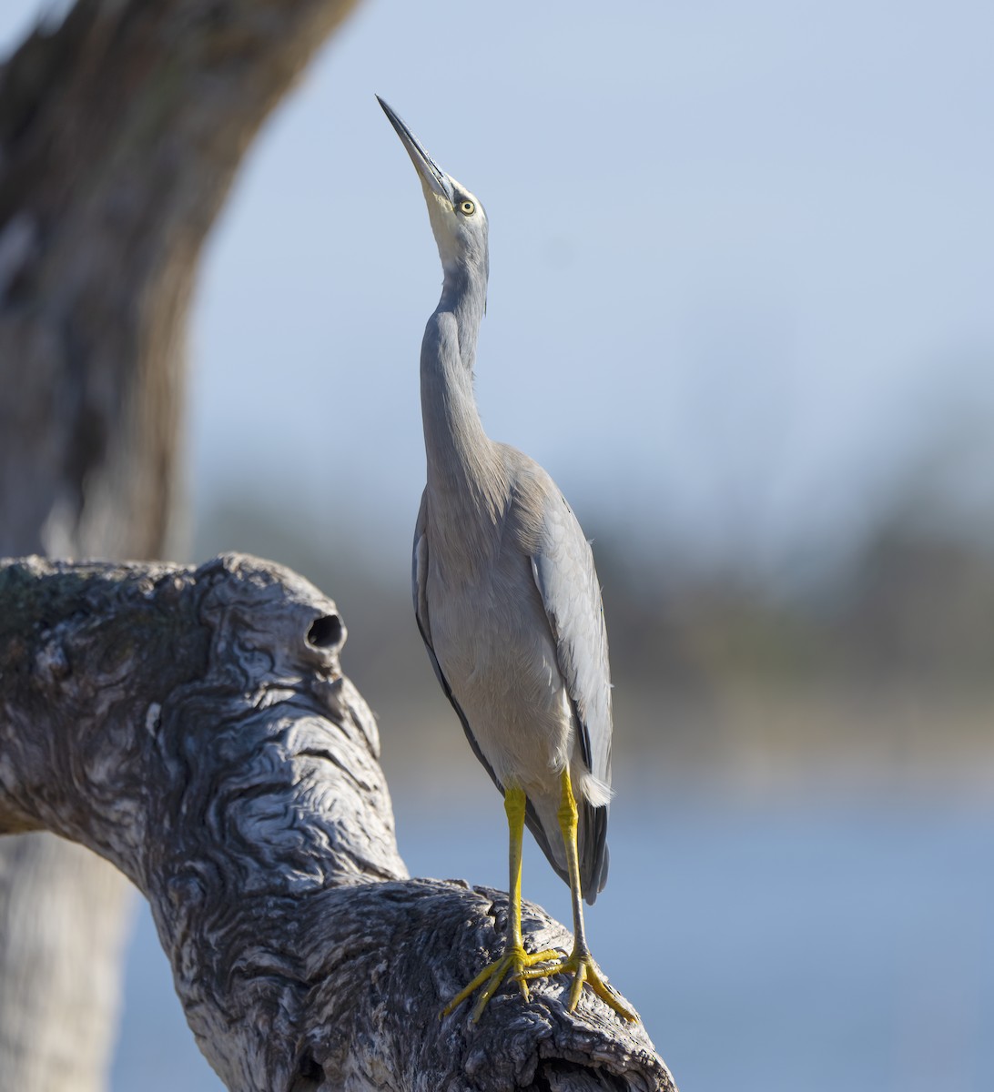 White-faced Heron - Feathers & Beyond Photography
