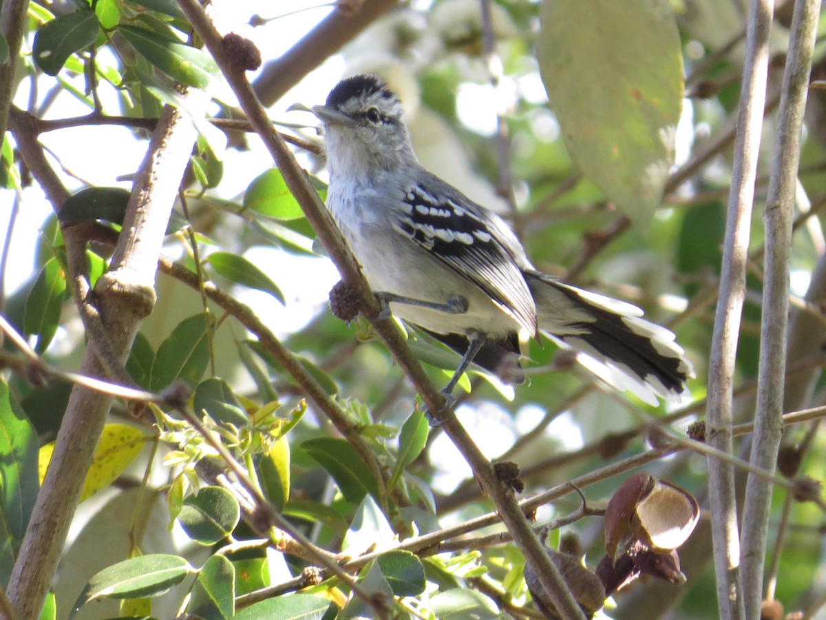 Black-capped Antwren - Aline Horikawa