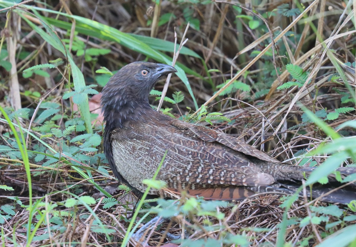 Pheasant Coucal - ML578658101