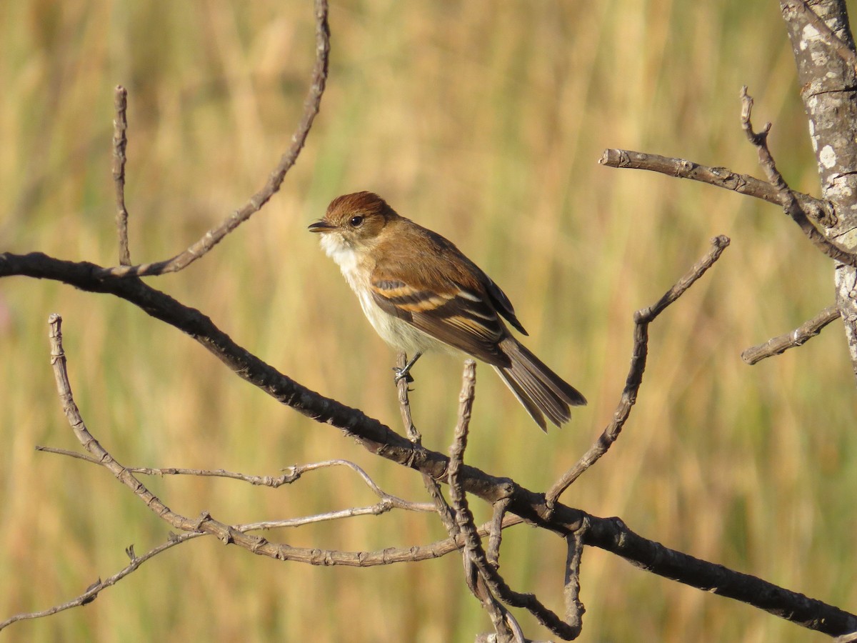 Bran-colored Flycatcher - ML578658271