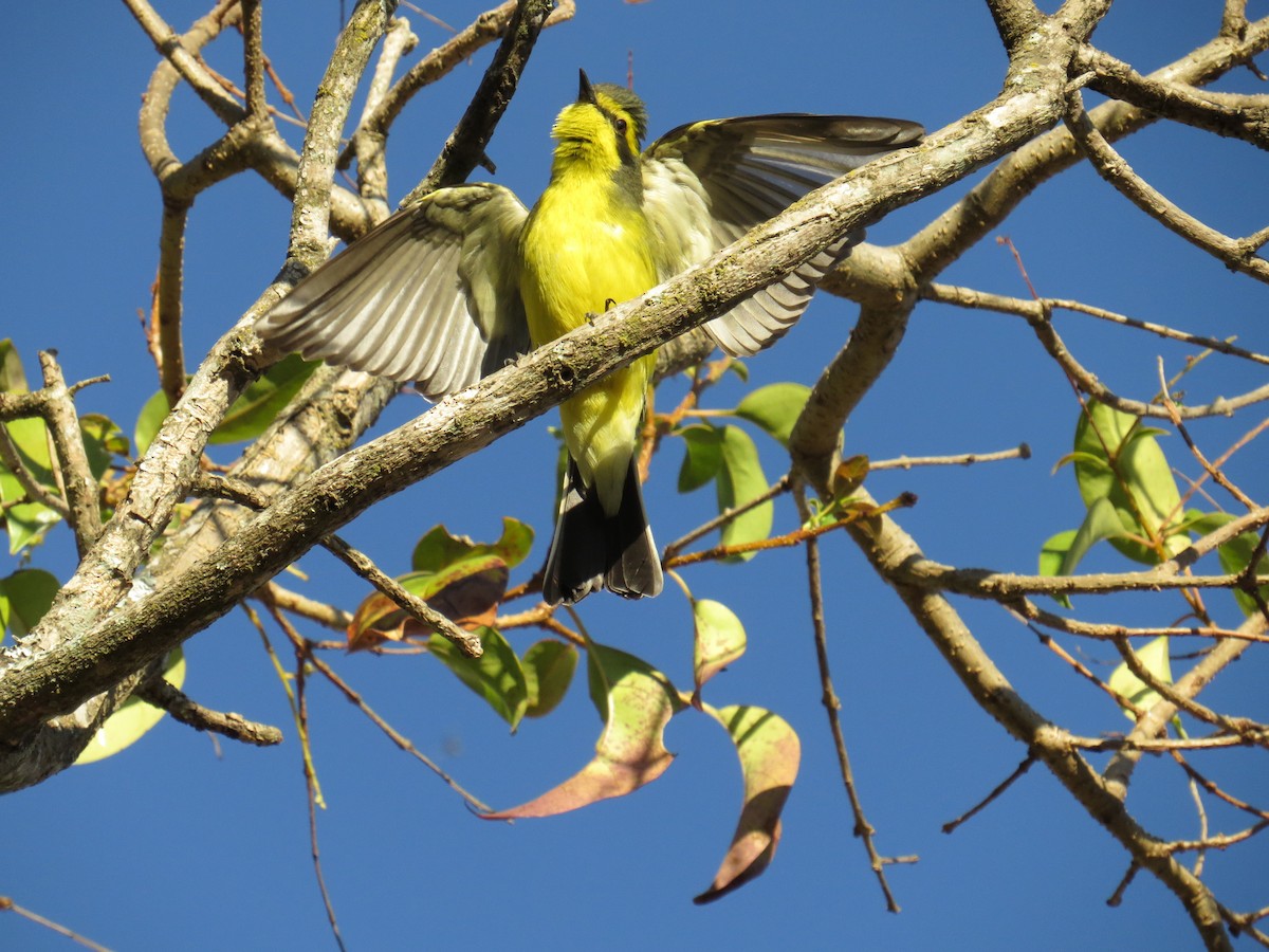 Yellow-browed Tyrant - ML578658301