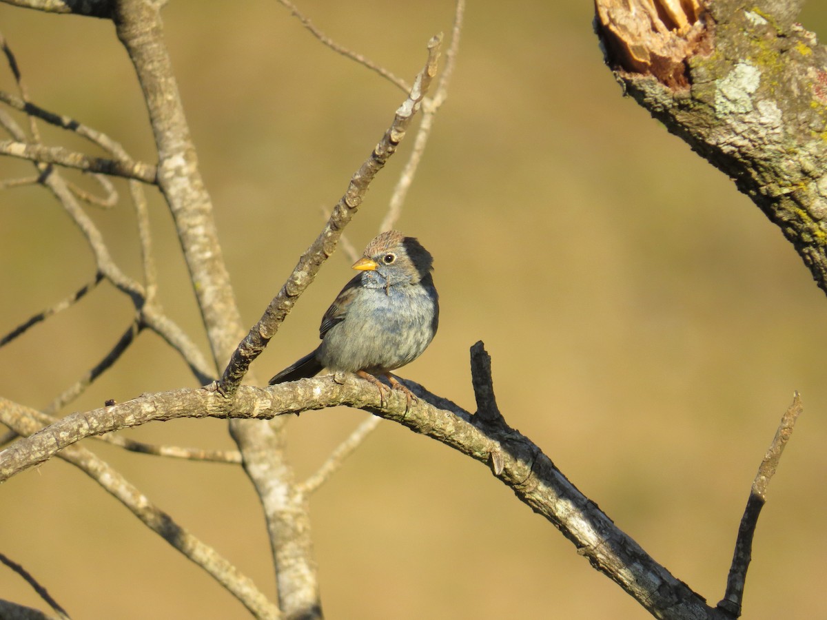 Blue Finch - ML578658501