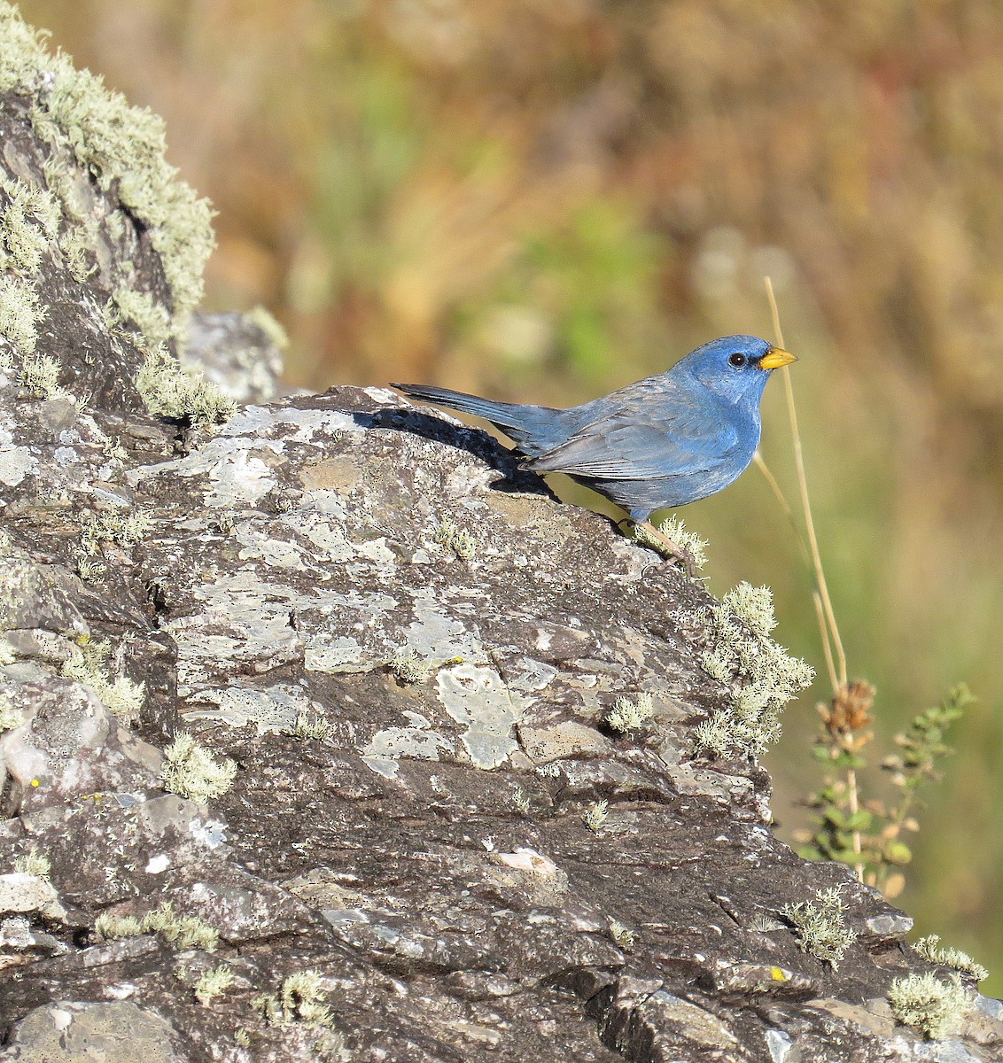 Blue Finch - ML578658521