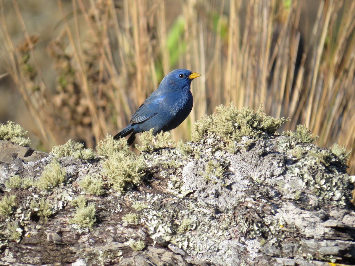 Blue Finch - ML578658541