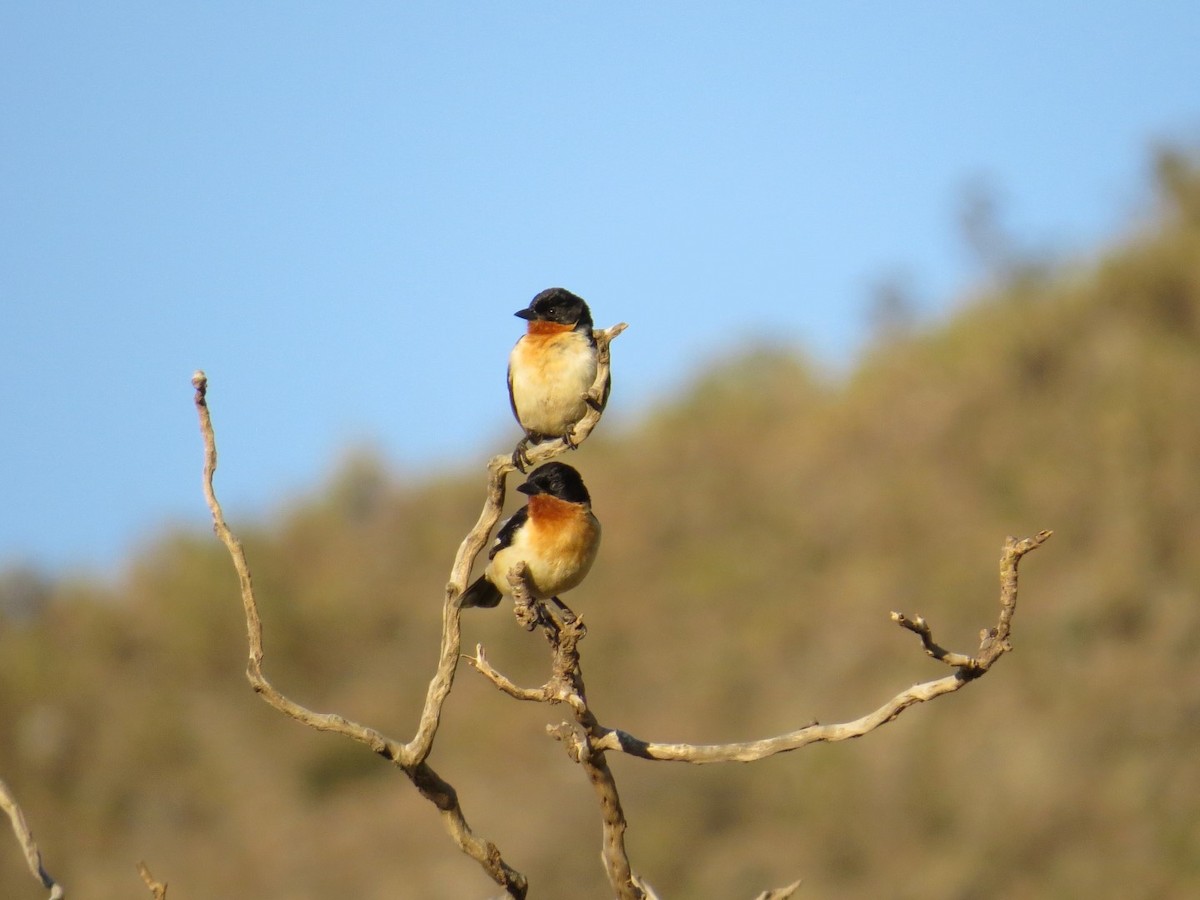 White-rumped Tanager - ML578658611