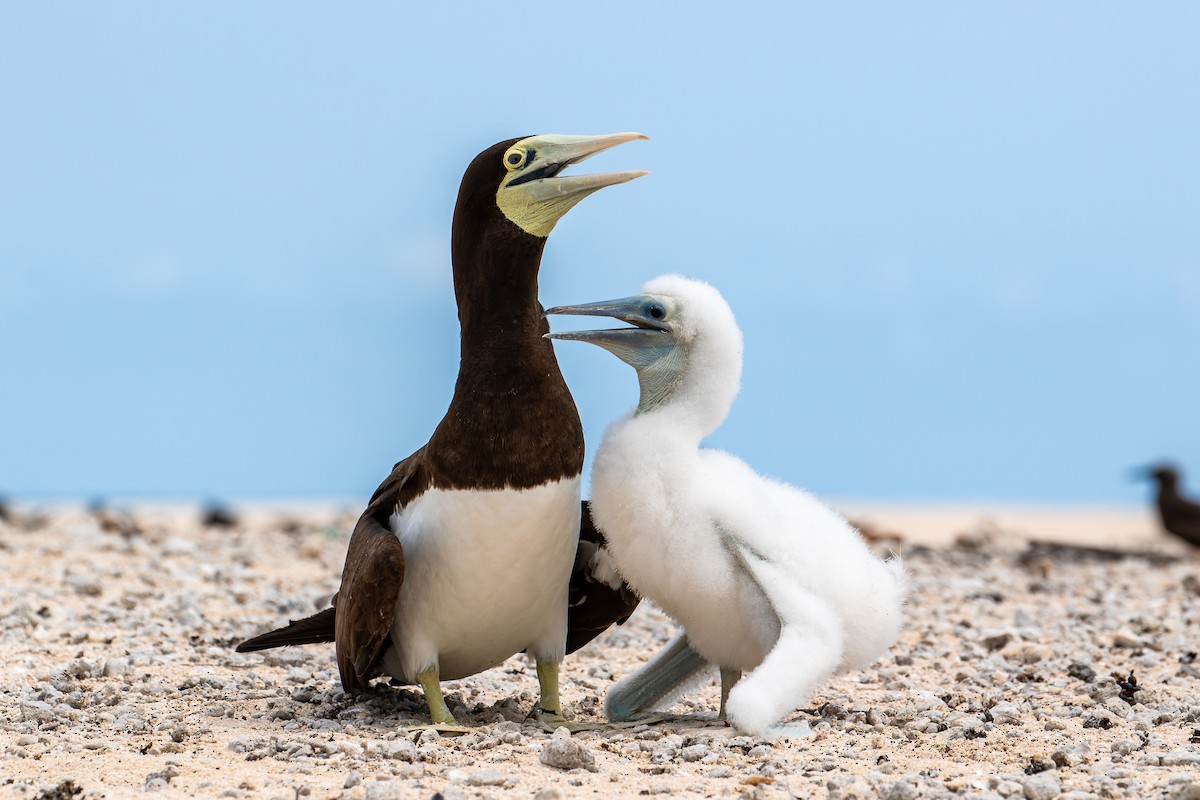 Brown Booby - Louis Backstrom