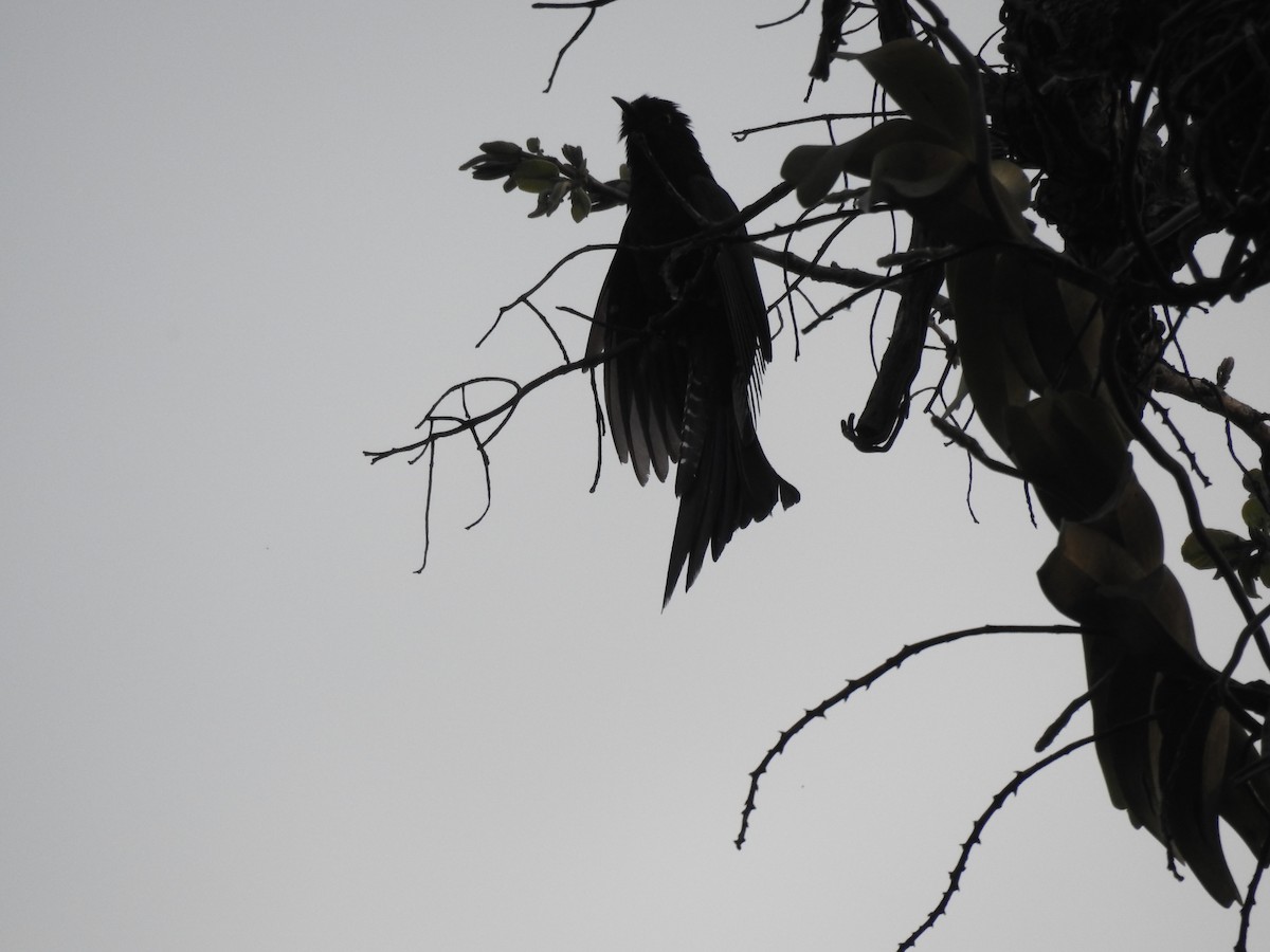 Fork-tailed Drongo-Cuckoo - Ramu Alluri