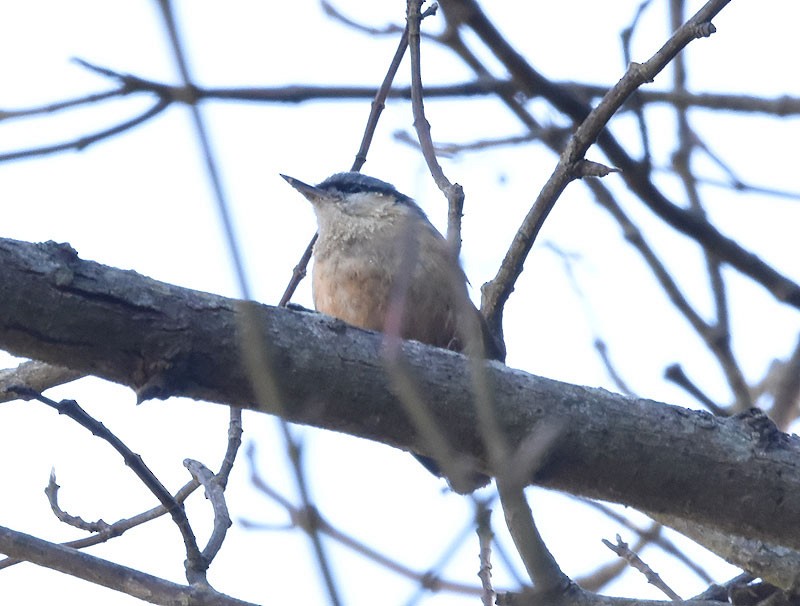 White-tailed Nuthatch - ML578659521