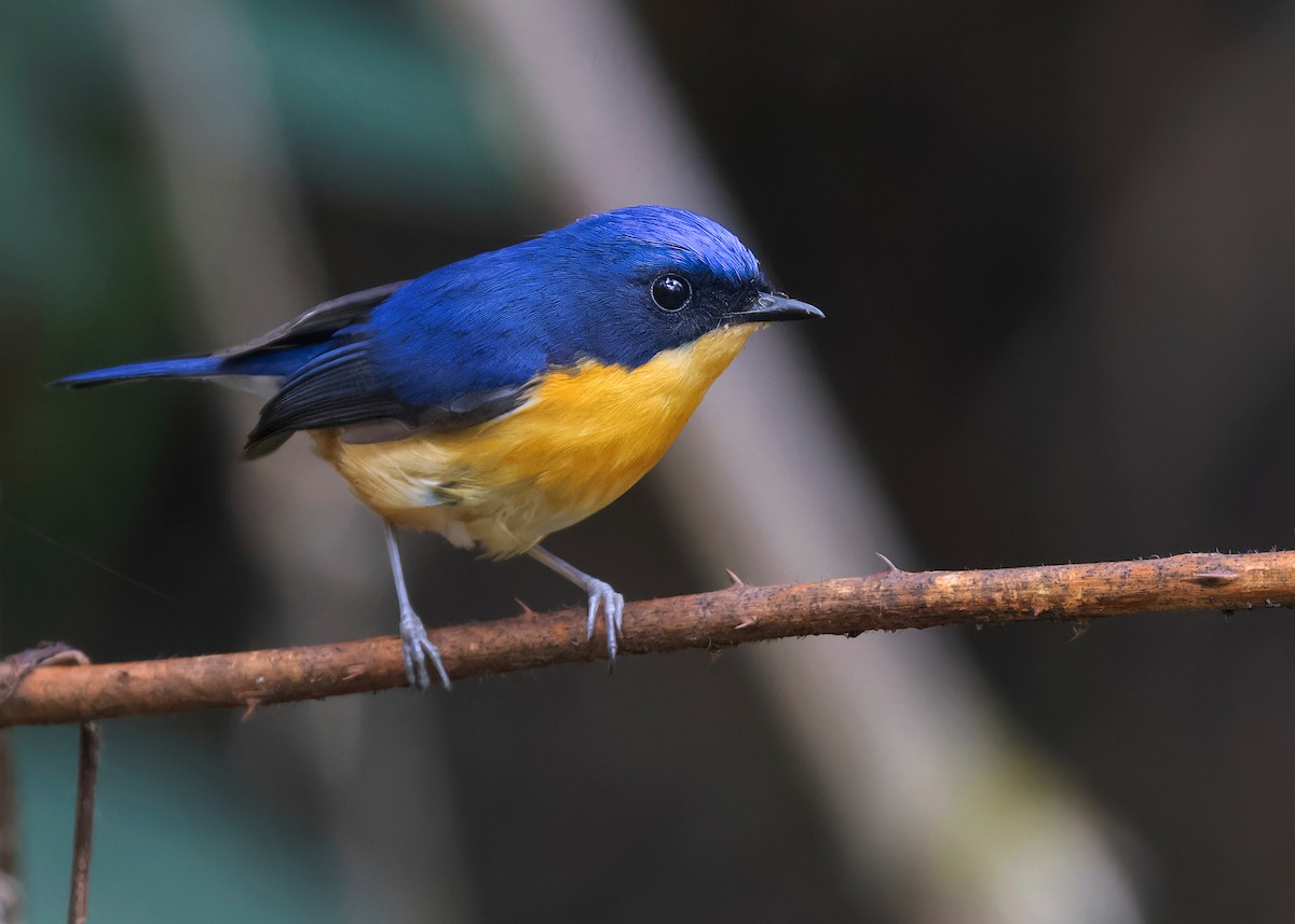 Pygmy Flycatcher - Ayuwat Jearwattanakanok