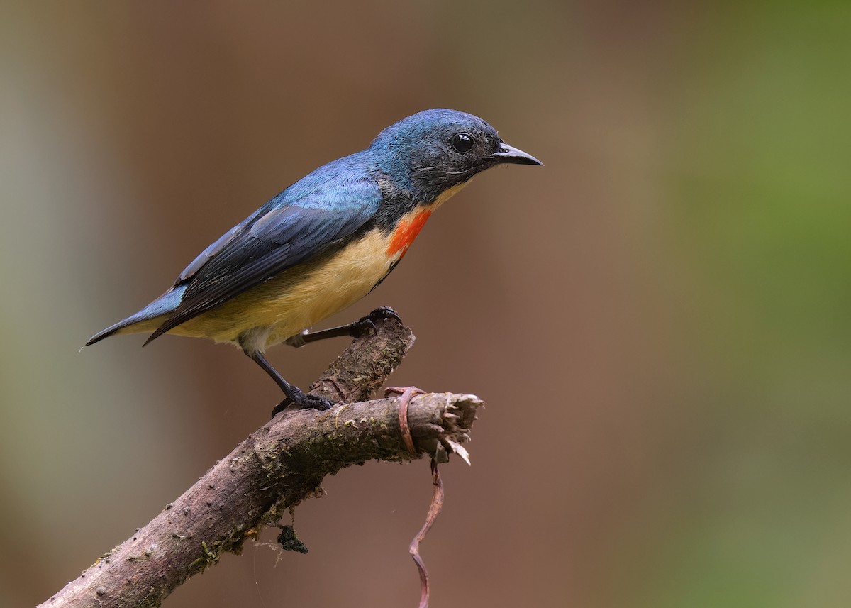 Fire-breasted Flowerpecker - Ayuwat Jearwattanakanok