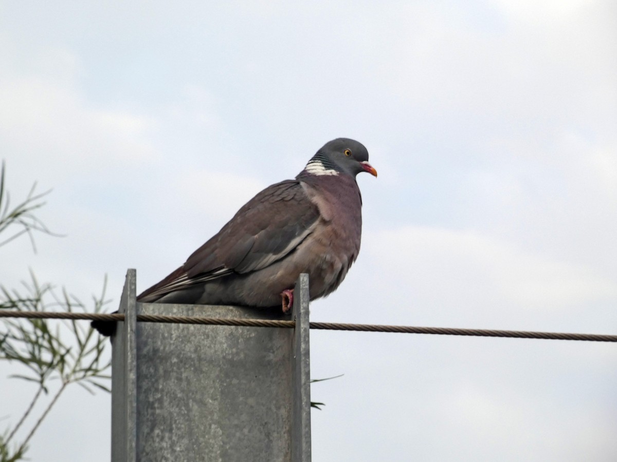 Common Wood-Pigeon - ML578660231