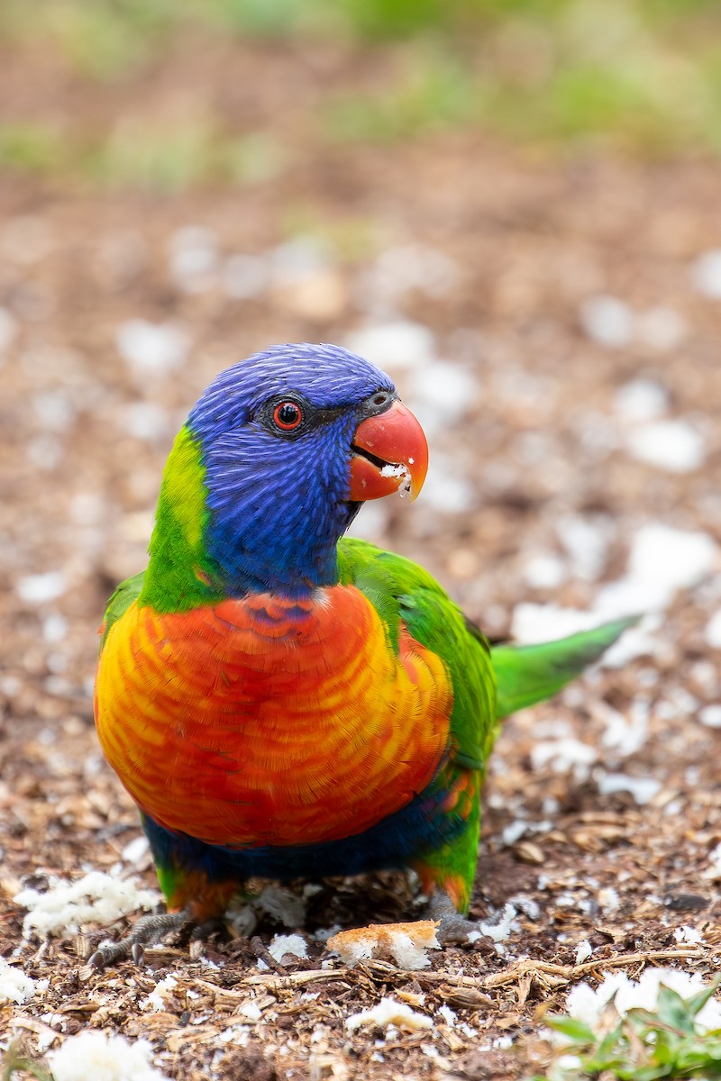 Rainbow Lorikeet - Louis Backstrom